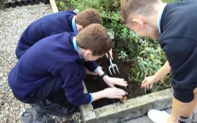 Nature Hero Bulb Blitz