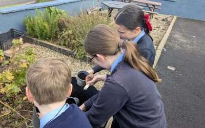 Autumn Bulb Planting